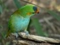 /album/lori-korunkovy-purple-crowned-lorikeet/lori-korunkovy-2-jpg/
